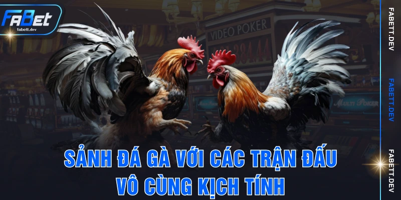 Sảnh đá gà với các trận đấu vô cùng kịch tính